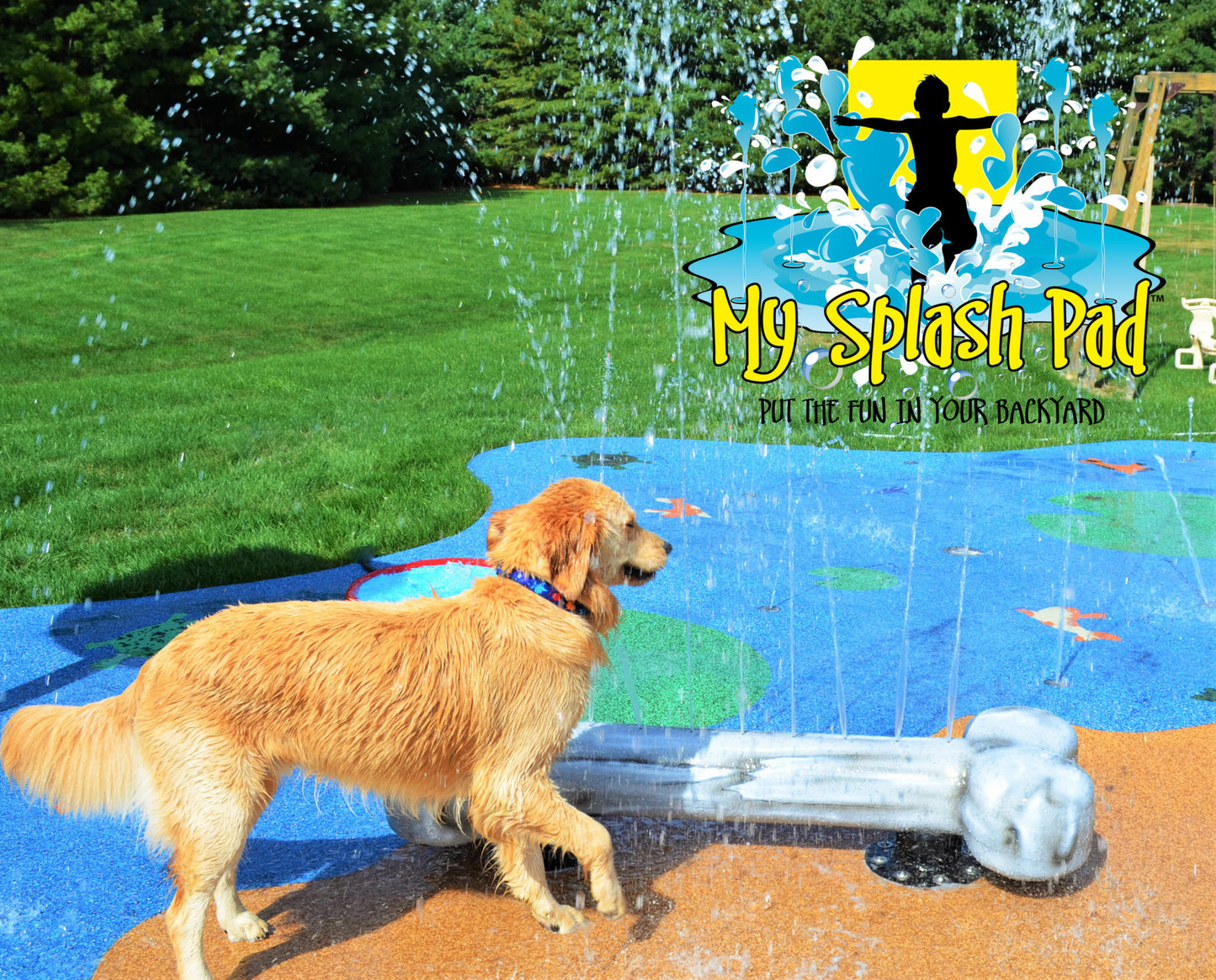 my splash pad dog bone water play feature with golden retriever