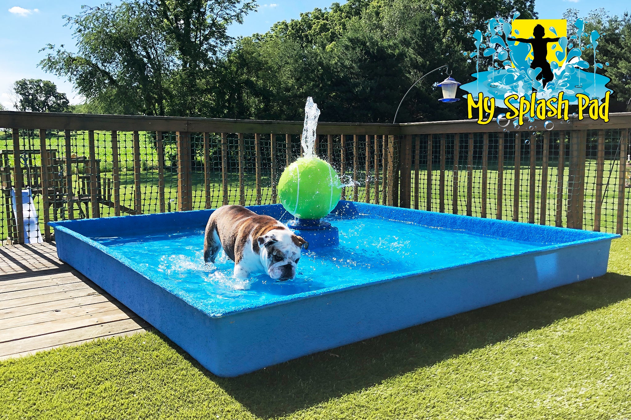 Bulldog playing in a portable dog water park with a green ball spray feature