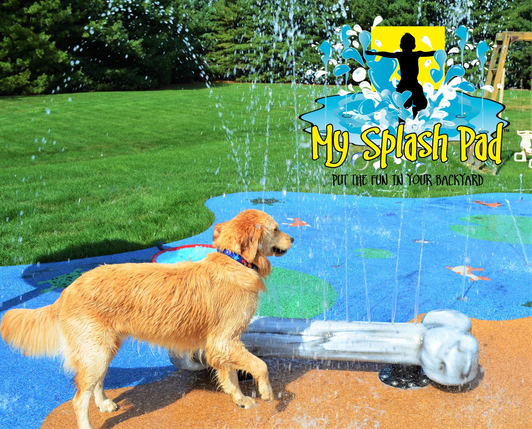 my splash pad dog bone water play feature with golden retriever 