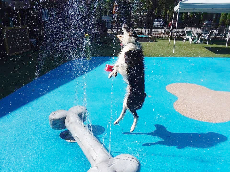 Dog jumping through water sprays beside a dog bone water play feature at a dog water park