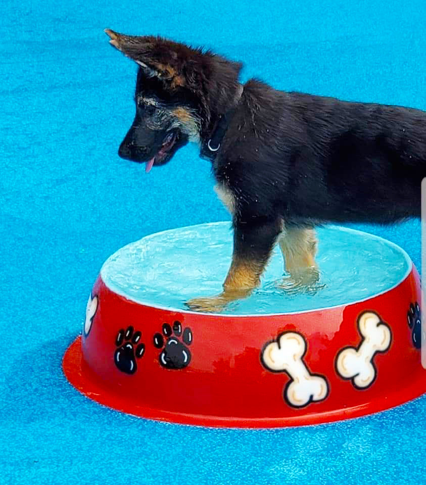 German Shepherd puppy standing in a red dog bowl water play feature
