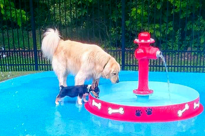 Dogs drinking and playing at a red dog bowl with fire hydrant water feature
